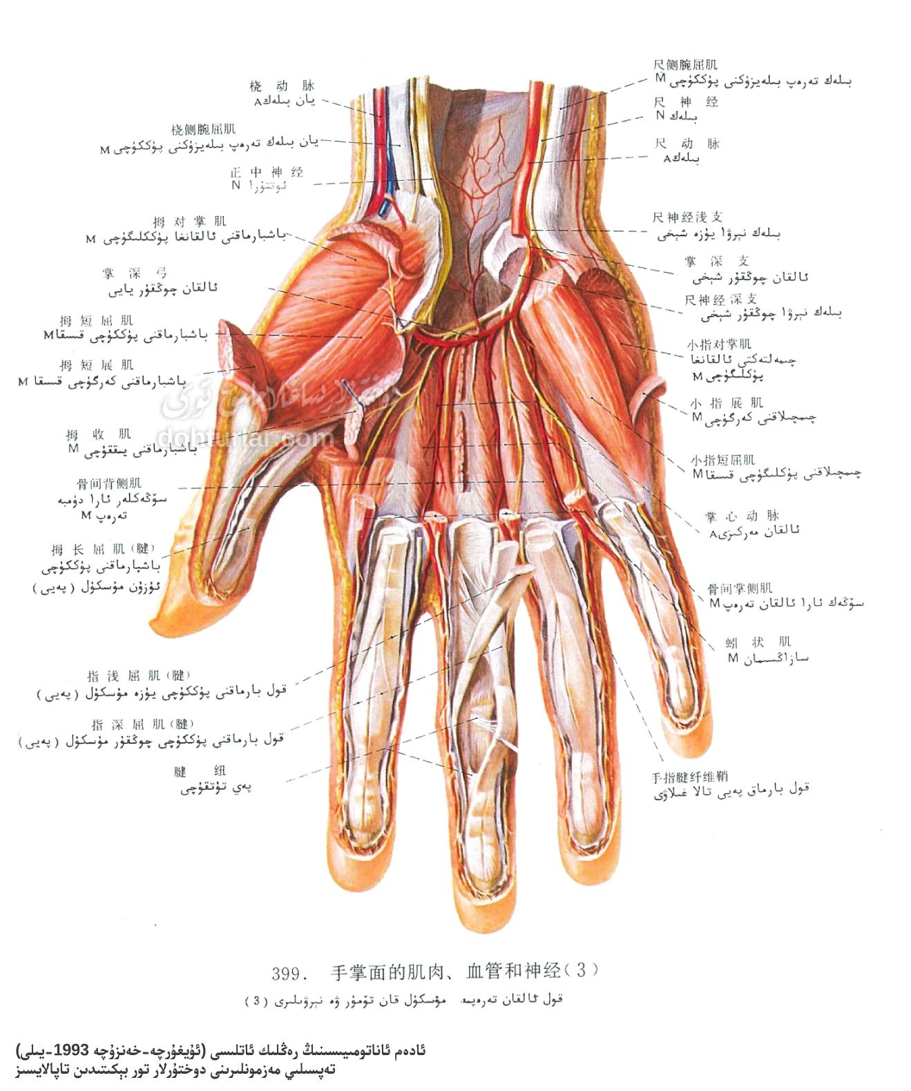 قول ئالقان تەرەپ مۇسكۇل، قان تومۇر ۋە نېرۋىلار ئاناتومىيىلىك تۈزۈلۈشى