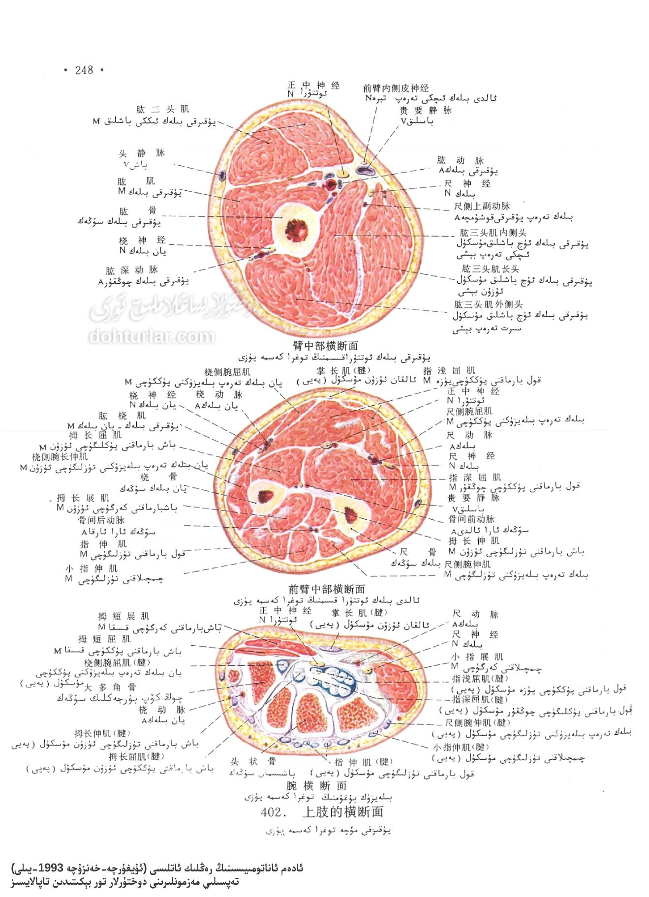 يۇقارىقى مۈچە ئاناتومىيىسى: مۇسكۇل، تومۇر ۋە نېرۋىلارنىڭ توغرا كەسمە يۈزى يۇقارىقى مۈچە ئاناتومىيىسى: مۇسكۇل، تومۇر ۋە نېرۋىلارنىڭ توغرا كەسمە يۈزى