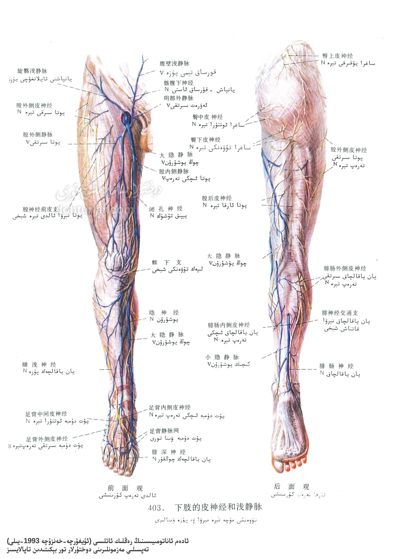 تۆۋەندىكى مۈچە (پۇت) تېرە نېرۋىسى ۋە يۈزە ۋىنالىرىنىڭ ئاناتومىيىسى تۆۋەندىكى مۈچە (پۇت) تېرە نېرۋىسى ۋە يۈزە ۋىنالىرىنىڭ ئاناتومىيىسى