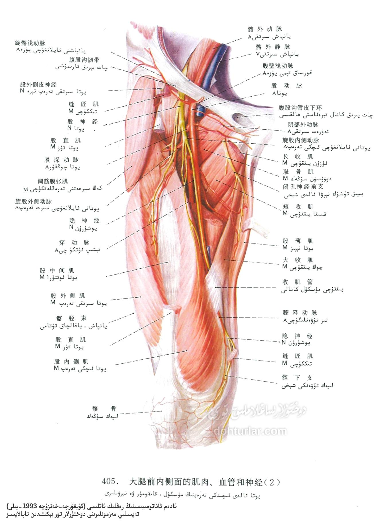 يوتا ئالدى ئىچكى تەرىپىنىڭ ئاناتومىيىلىك قۇرۇلمىسى يوتا ئالدى ئىچكى تەرىپىنىڭ ئاناتومىيىلىك قۇرۇلمىسى