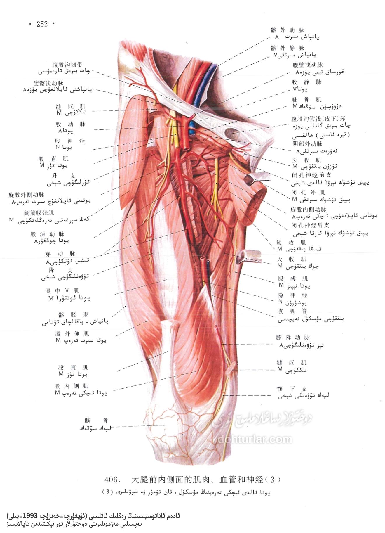 يوتا ئالدى ئىچكى تەرەپ ئاناتومىيىسى يوتا ئالدى ئىچكى تەرەپ ئاناتومىيىسى