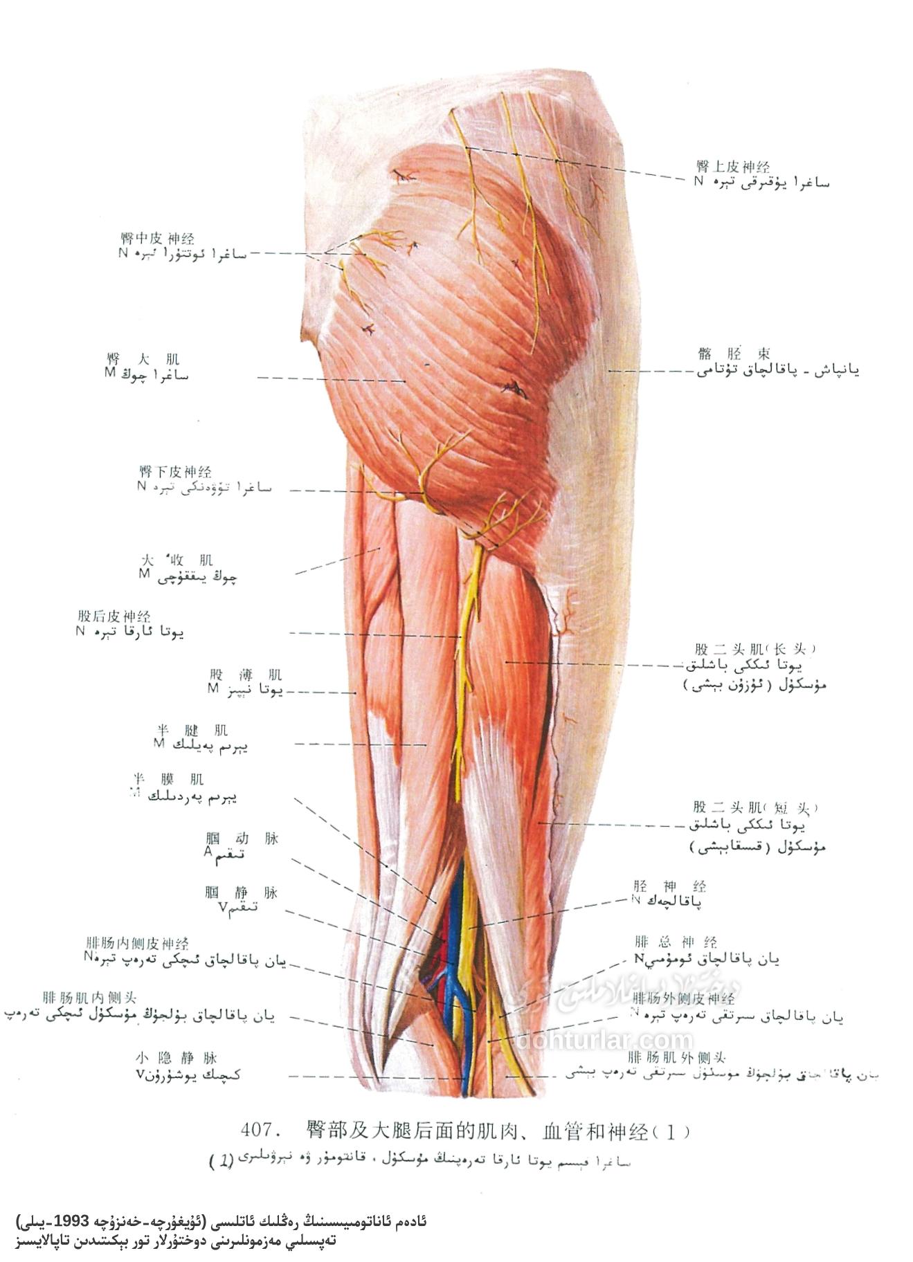 ساغرا ۋە يوتا ئارقا تەرەپ ئاناتومىيىسى ساغرا ۋە يوتا ئارقا تەرەپ ئاناتومىيىسى