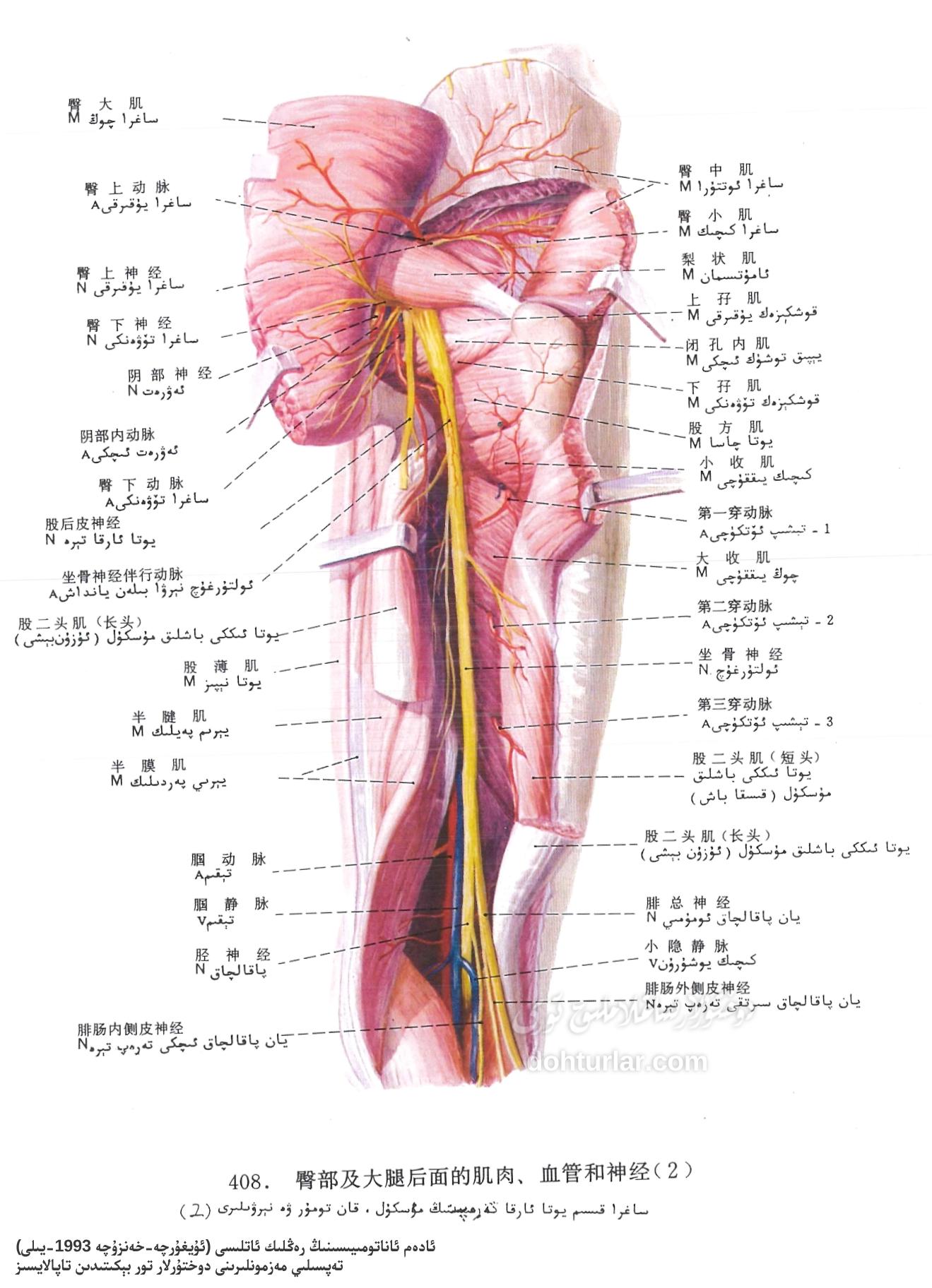 ساغرا ۋە يوتا ئارقا تەرەپ مۇسكۇل، قان تومۇر ۋە نېرۋىلار ئاناتومىيىسى ساغرا ۋە يوتا ئارقا تەرەپ مۇسكۇل، قان تومۇر ۋە نېرۋىلار ئاناتومىيىسى