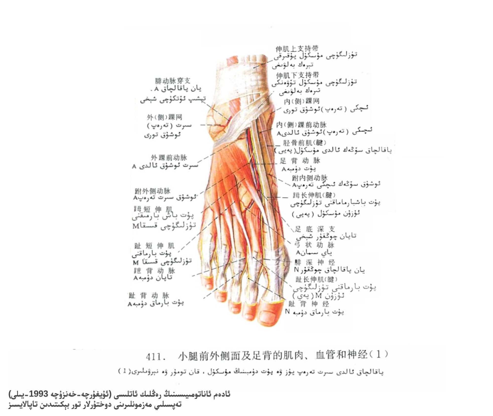 پۇت دۈمبىسى مۇسكۇل، قان تومۇر ۋە نېرۋىلار ئاناتومىيىسى