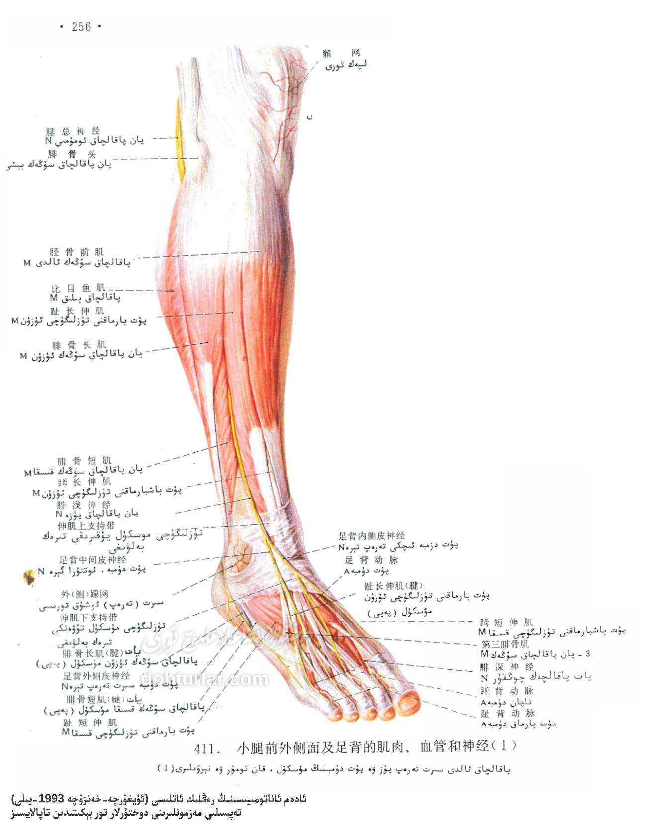 پاقالچاق ئالدى سىرت تەرەپ ۋە پۇت دۈمبىسى ئاناتومىيىسى