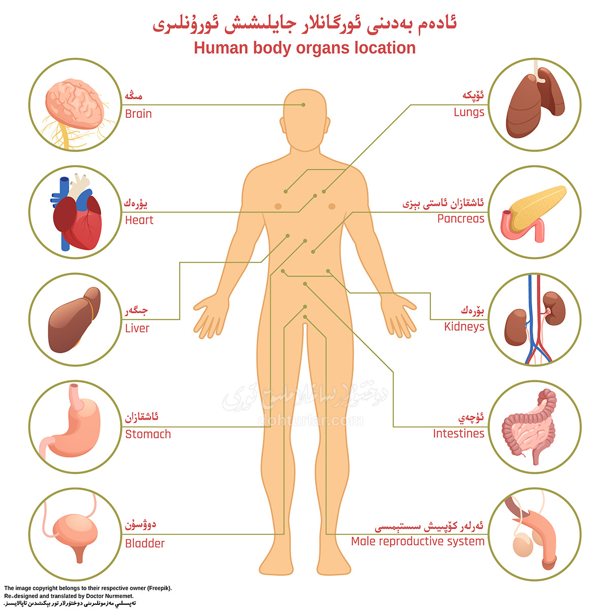ئادەم بەدىنى ئورگانلار جايلىشىش ئورۇنلىرى رەسىملىك كۆرۈنۈشى